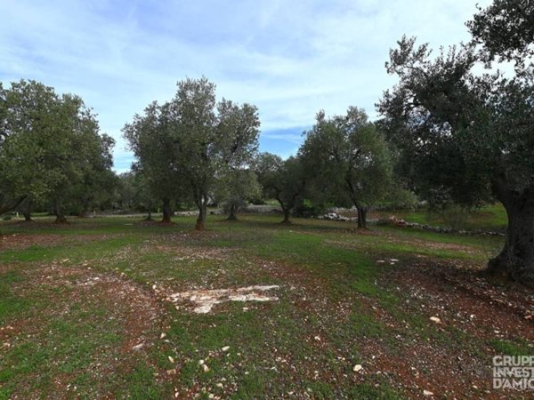 terreno agricolo in vendita ad Ostuni