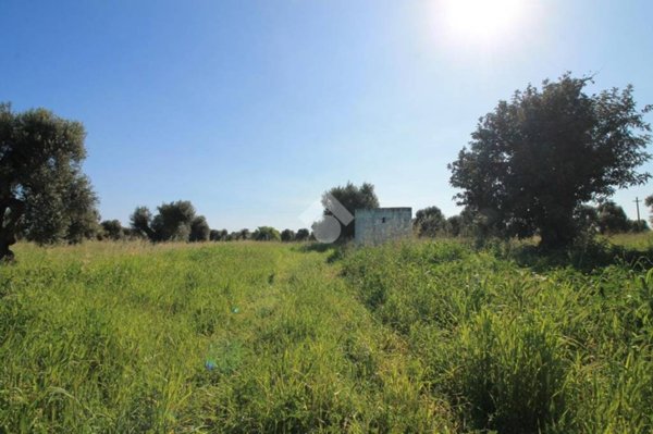 terreno agricolo in vendita ad Ostuni