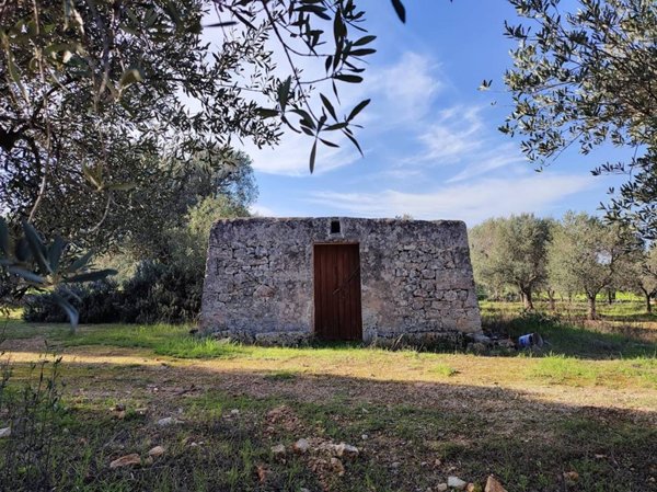 terreno agricolo in vendita ad Ostuni