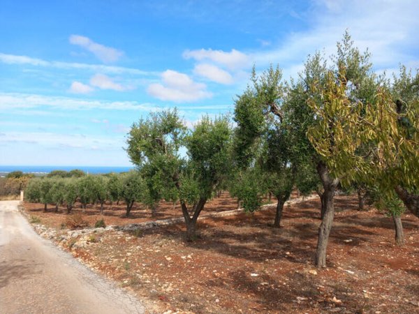 terreno agricolo in vendita ad Ostuni