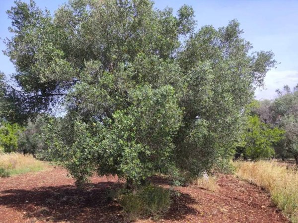 terreno agricolo in vendita ad Ostuni