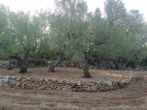 terreno agricolo in vendita ad Ostuni