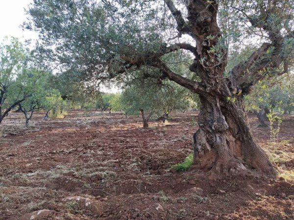 terreno agricolo in vendita ad Ostuni