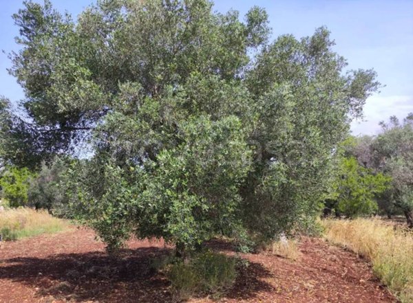 casa indipendente in vendita ad Ostuni