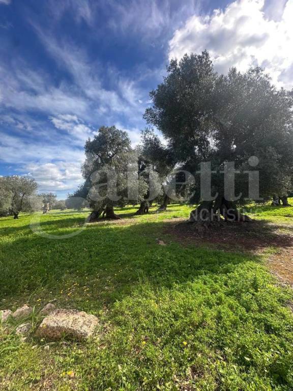 terreno agricolo in vendita ad Ostuni