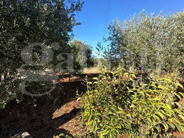 terreno agricolo in vendita ad Ostuni