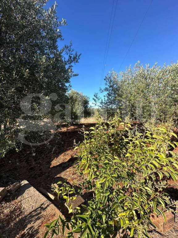 terreno agricolo in vendita ad Ostuni