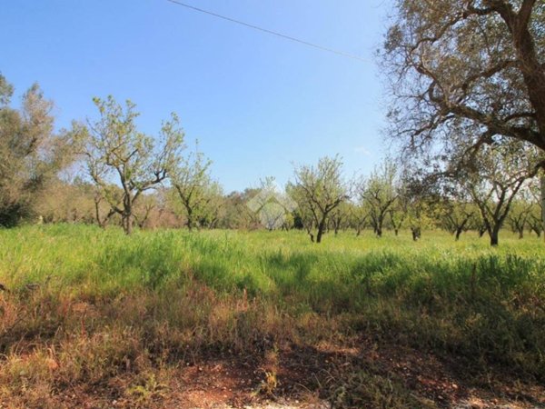 terreno agricolo in vendita ad Ostuni