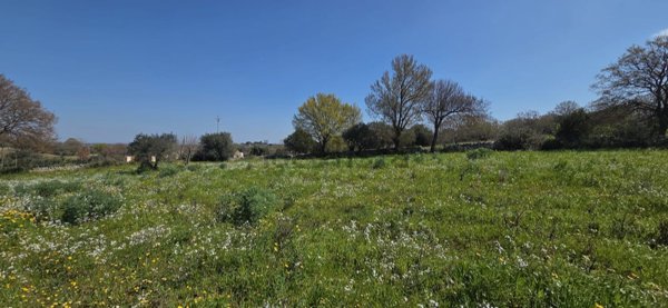 terreno edificabile in vendita ad Ostuni