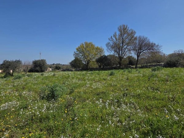 terreno agricolo in vendita ad Ostuni