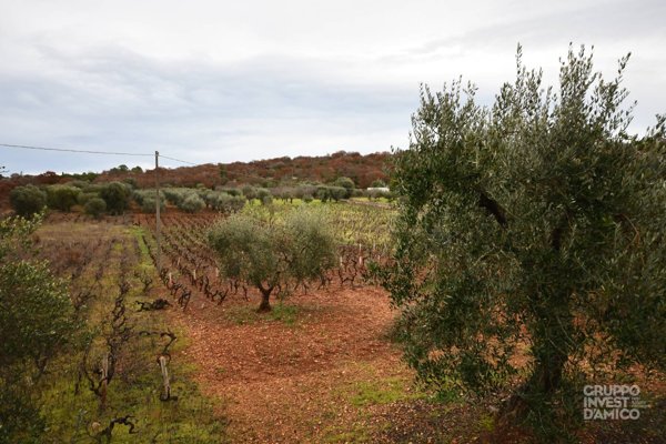 terreno agricolo in vendita ad Ostuni