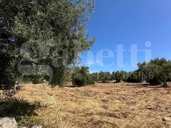 terreno agricolo in vendita ad Ostuni