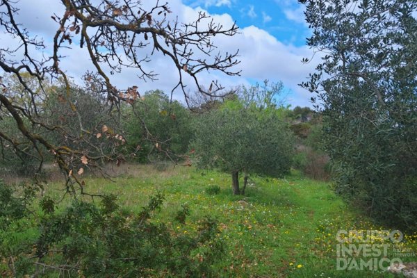 terreno agricolo in vendita ad Ostuni