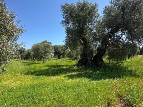 terreno agricolo in vendita ad Ostuni