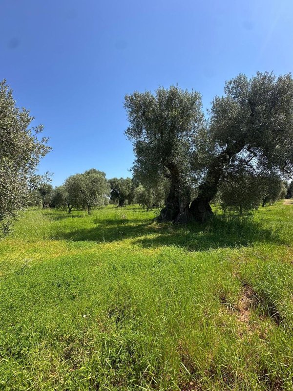 terreno in vendita ad Ostuni