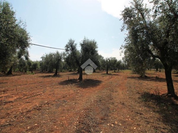 terreno agricolo in vendita ad Ostuni