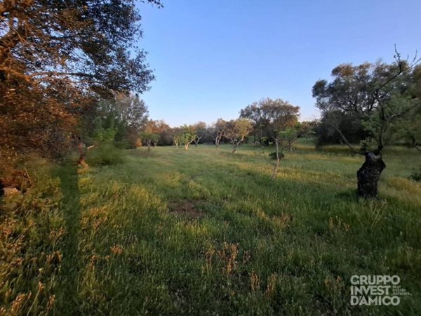 terreno agricolo in vendita ad Ostuni