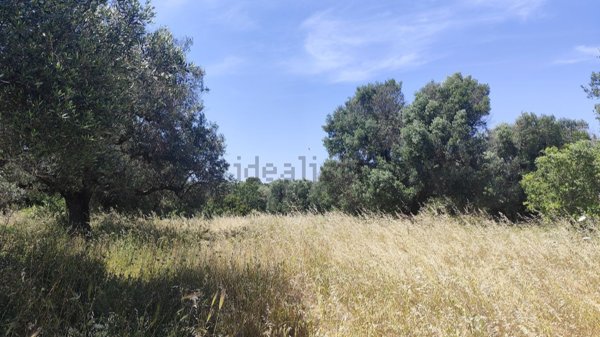 terreno agricolo in vendita ad Ostuni