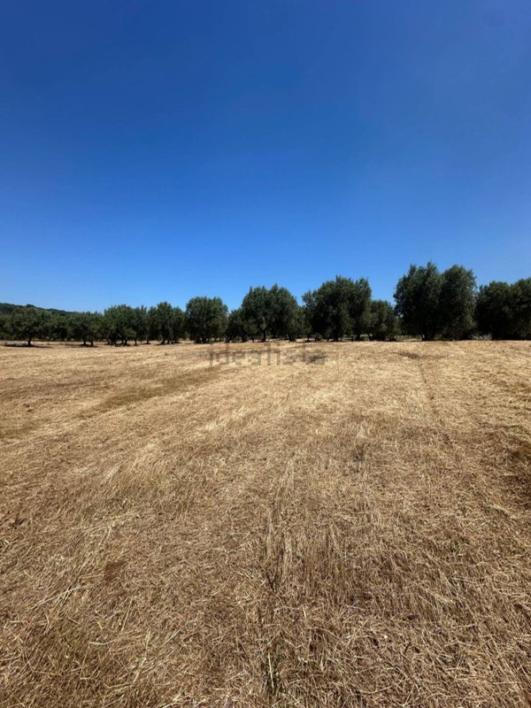 terreno edificabile in vendita ad Ostuni