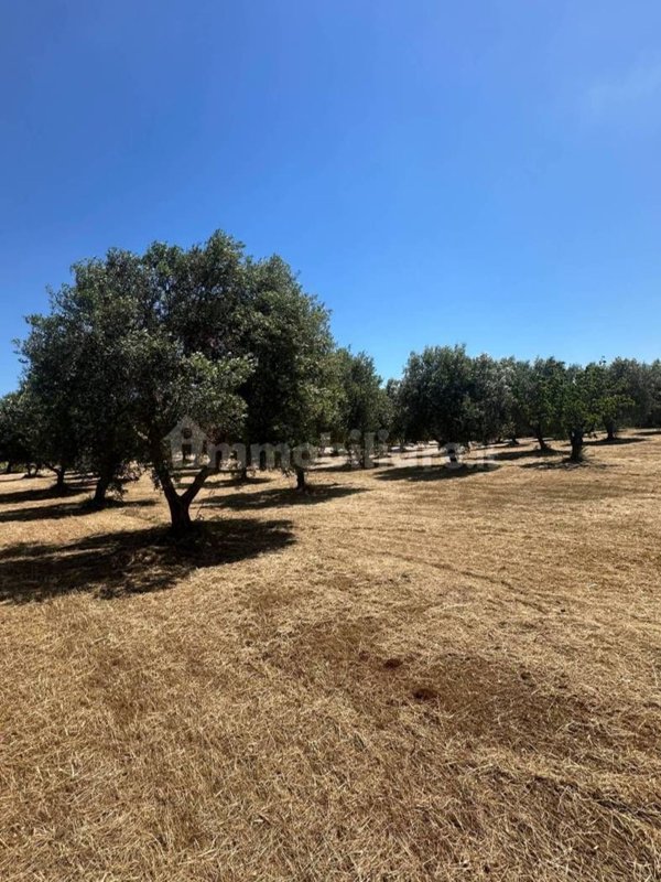 terreno edificabile in vendita ad Ostuni