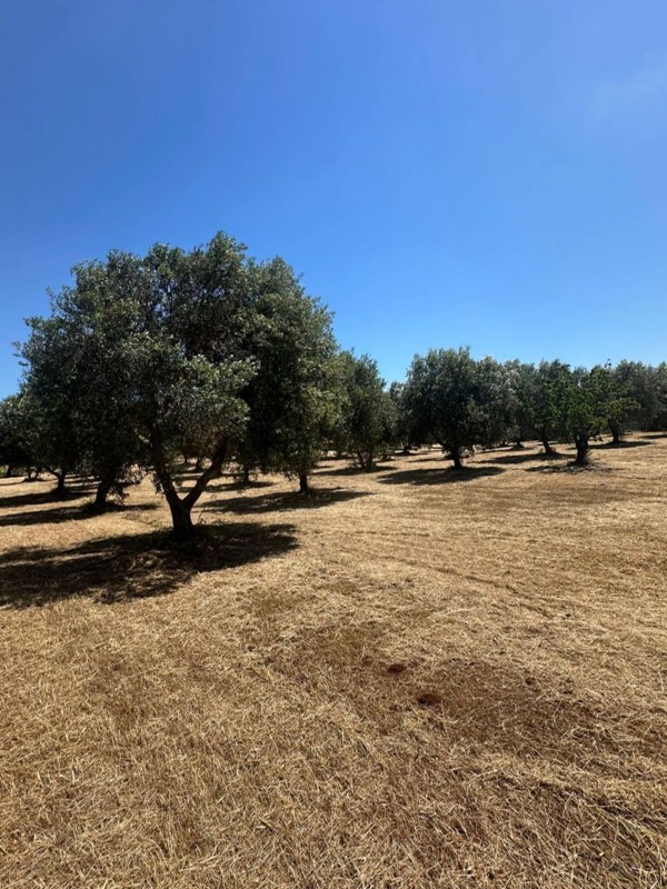 terreno edificabile in vendita ad Ostuni