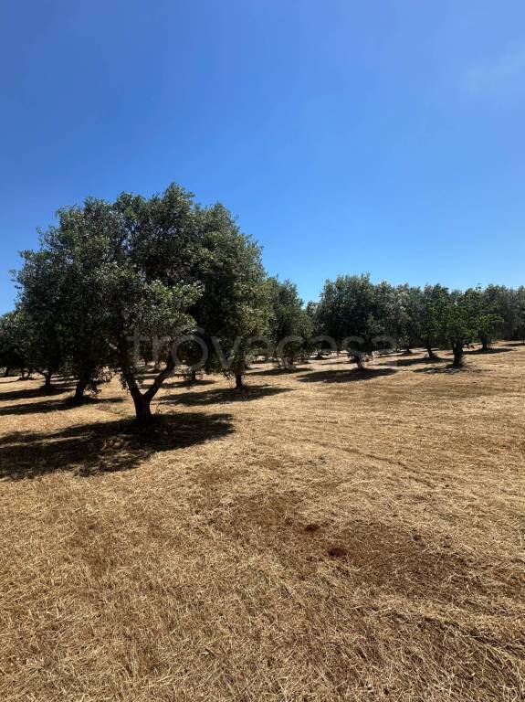 casa indipendente in vendita ad Ostuni