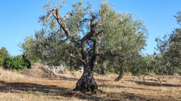 casa indipendente in vendita ad Ostuni in zona Ramunno Secondo