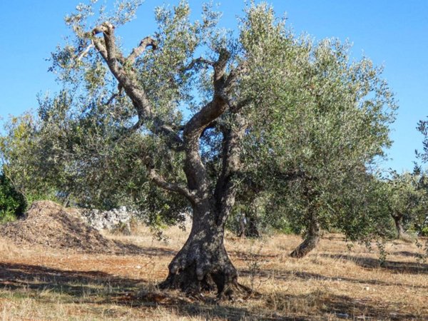 casa indipendente in vendita ad Ostuni in zona Ramunno Secondo