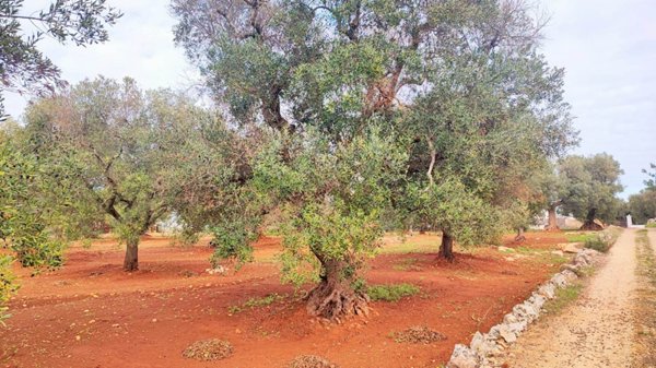 casa semindipendente in vendita ad Ostuni in zona Ramunno Secondo