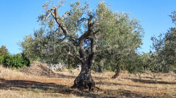 casa indipendente in vendita ad Ostuni