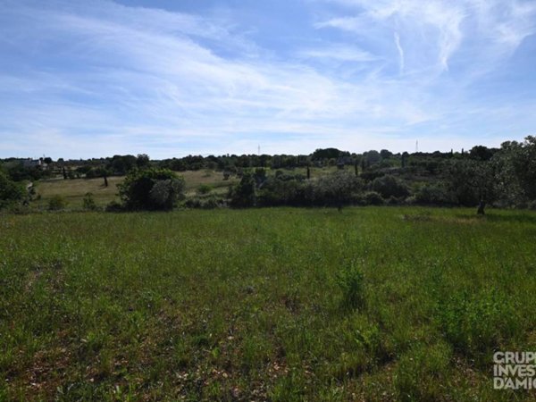 terreno agricolo in vendita ad Ostuni