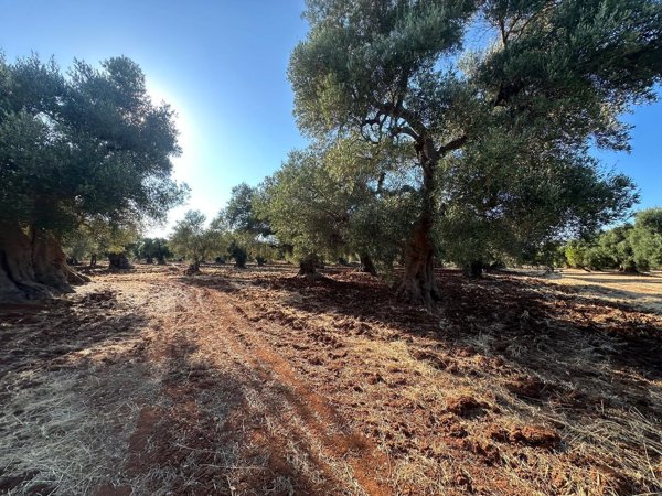 terreno in vendita ad Ostuni