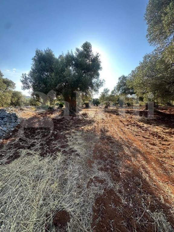 terreno agricolo in vendita ad Ostuni