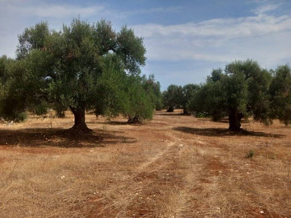 casa indipendente in vendita ad Ostuni