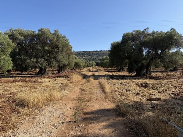 casale in vendita ad Ostuni in zona Ramunno Secondo