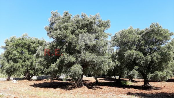 trullo in vendita ad Ostuni