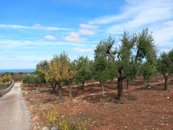 terreno in vendita ad Ostuni