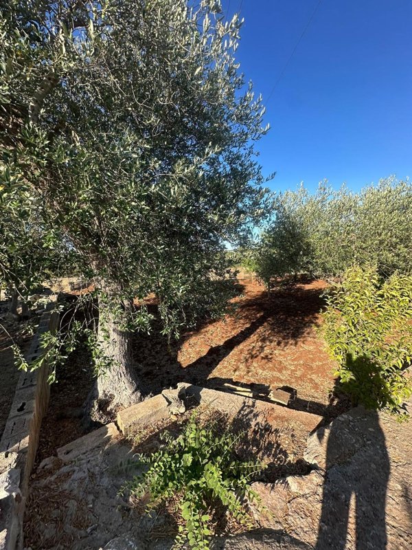 terreno in vendita ad Ostuni