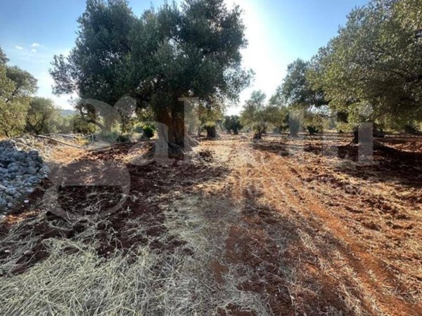 terreno in vendita ad Ostuni