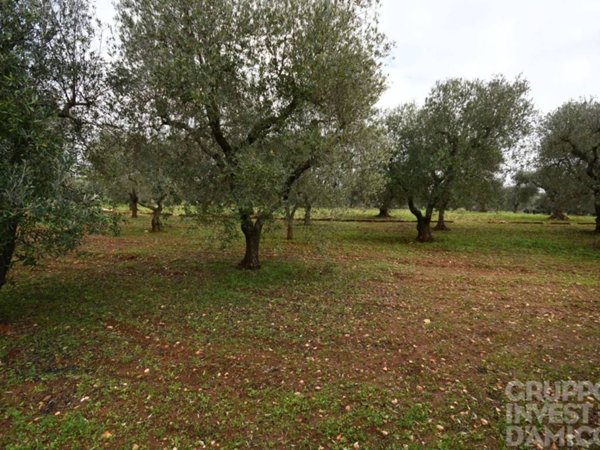 terreno in vendita ad Ostuni