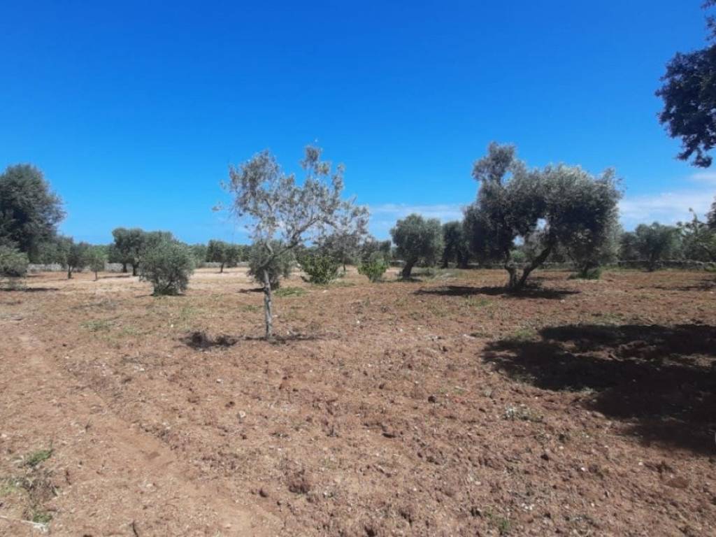 terreno in vendita ad Ostuni