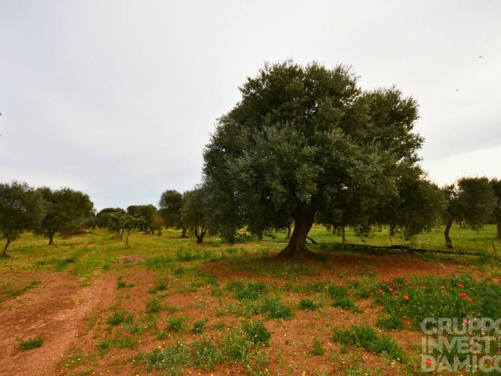 casale in vendita ad Ostuni