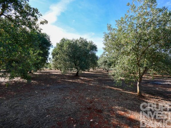 terreno in vendita ad Ostuni