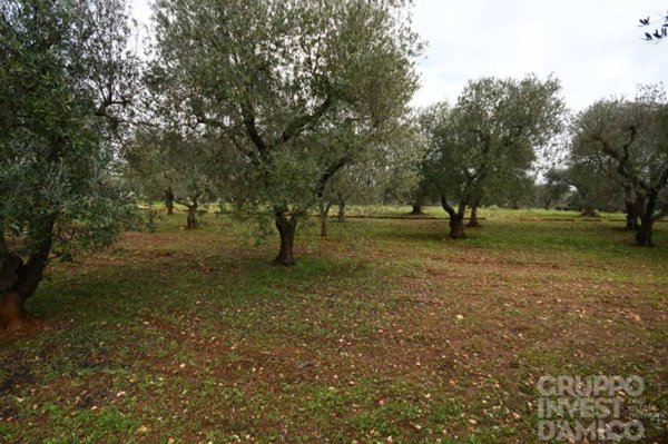 terreno in vendita ad Ostuni