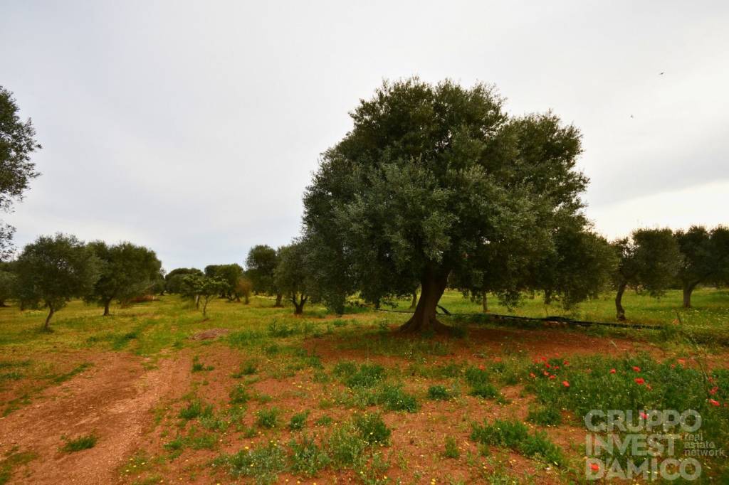 casale in vendita ad Ostuni
