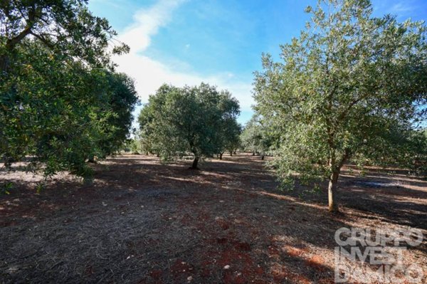 terreno in vendita ad Ostuni