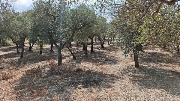 terreno in vendita ad Ostuni
