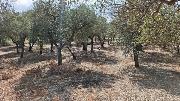 casa indipendente in vendita ad Ostuni