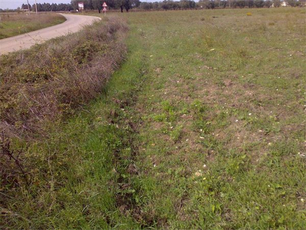 terreno agricolo in vendita a San Donaci