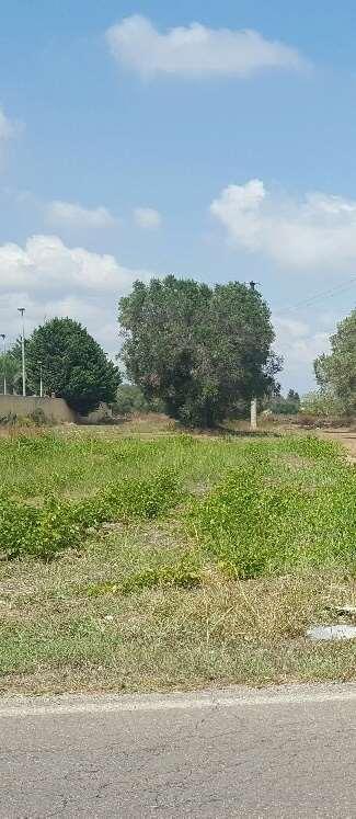 terreno agricolo in vendita a San Donaci